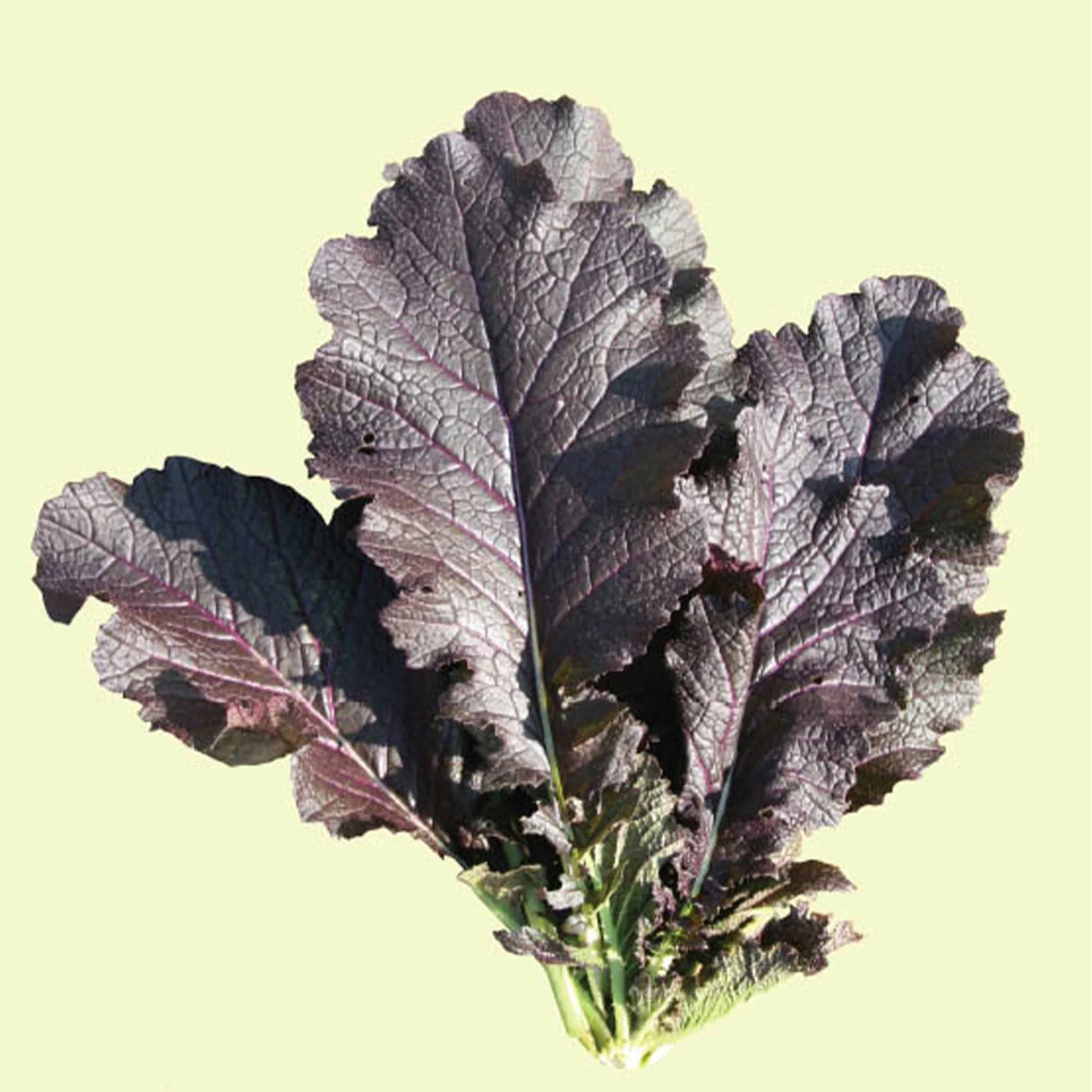 Miz America – Asian Green Seed